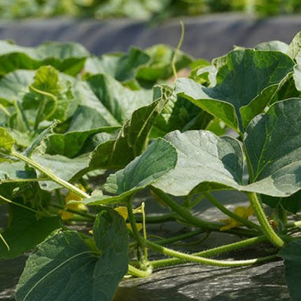 Antiworteldoek 1 x 10 Meter 50 g/m² – Onkruiddoek – Gronddoek – Agrotextiel – Worteldoek voor Tuin, Borders en Moestuin