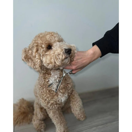 Hondenschaar Set – 3 Trim- & Effileerscharen met Kam – 8-delige Honden Trimset met Etui